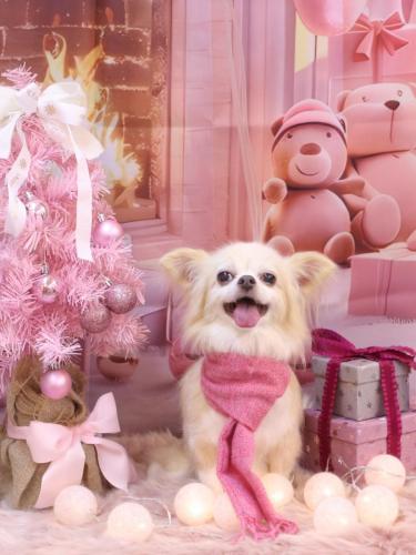 20241221チャッピーちゃん